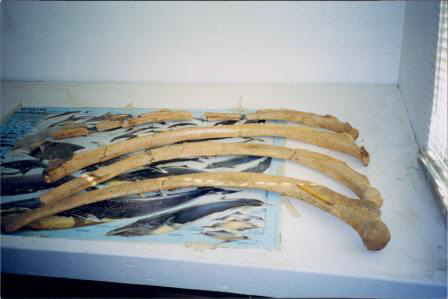 Mastodont Rib Fossils